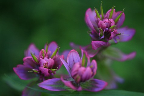 Colorado, flowers, purple, Crested Butte, Gothic Road, India