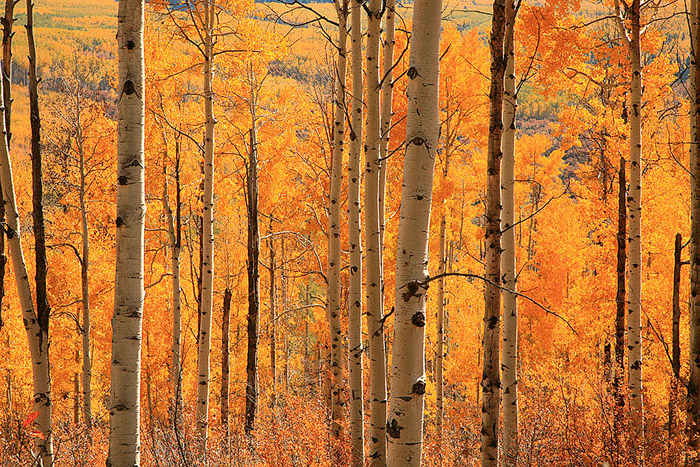 aspen, Gunnison, trees, forest, gold, fall, Colorado photo
