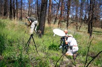 Wildflower Mini Tour - Woodland Park, CO: July 3