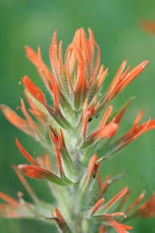 Indian Paintbrush