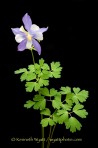 columbine, flower, wildflower, Colorado