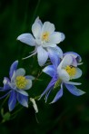 Columbines