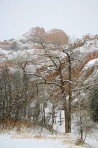 cottonwood, trees, forest, winter, snow, storm, Garden of th