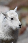 Mountain Goat, Mt. Evans, Colorado