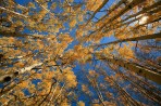 aspen, Colorado, fall, tour