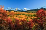 aspens, Kebler Pass, Colorado, trees, fall, red, orange, yel