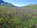 Wildflower Weekend, Ouray, CO, July 18